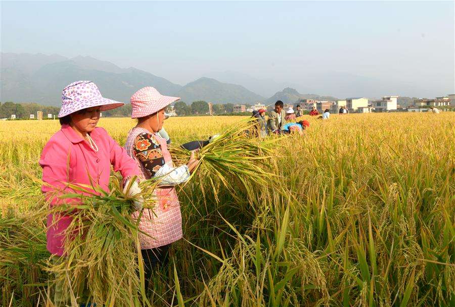 蘇中米業(yè):鼎力成長(zhǎng)再生稻促成農(nóng)夫減產(chǎn)增收